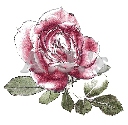 Lithograph Rose