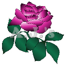 Burgandy Rose
