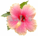 Yellow to Pink Hibiscus