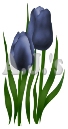 Deep Blue Tulips