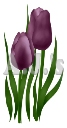 Deep Purple Tulips