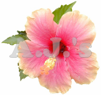 Yellow to Pink Hibiscus