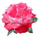 Rose 5