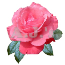 Rose 14