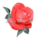 Rose 20