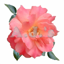Rose 46
