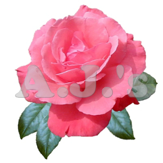 Rose 14
