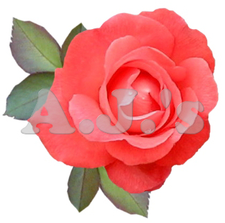 Rose 19