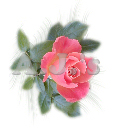 Pink Rose w/ Swirl Bkg