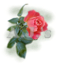 Deep Pink Rose