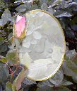 Pink Rose Oval Frame