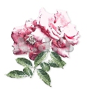 Burgandy Roses