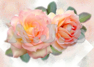 Pink Roses w/ Textured Bkg
