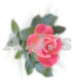 Pink Rose w/ Swirl Bkg